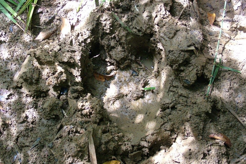 Javan Rhino footprint
