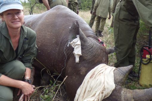 Image of a rhino undergoing operation in Zimbabwe