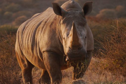 Image of rhino at Ol Jogi Conservancy in Kenya.