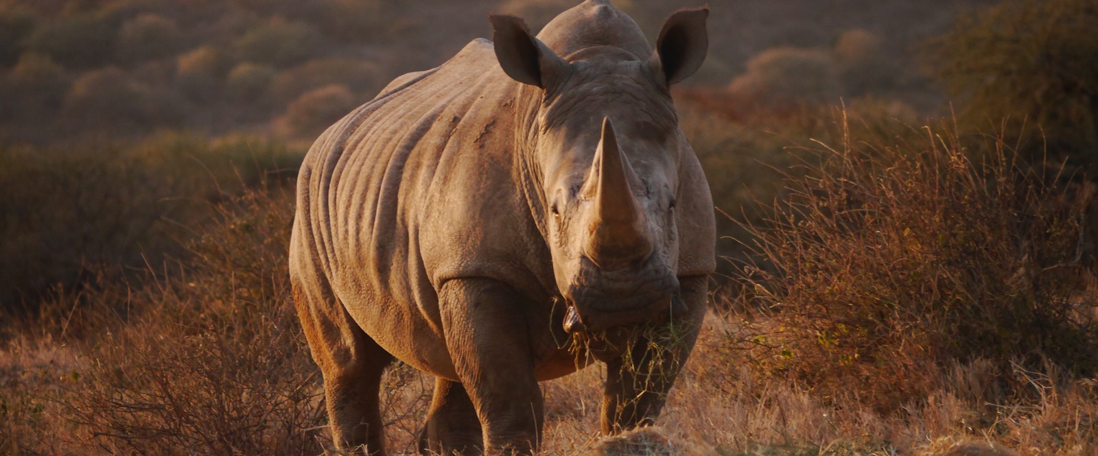 Image of rhino at Ol Jogi Conservancy in Kenya.