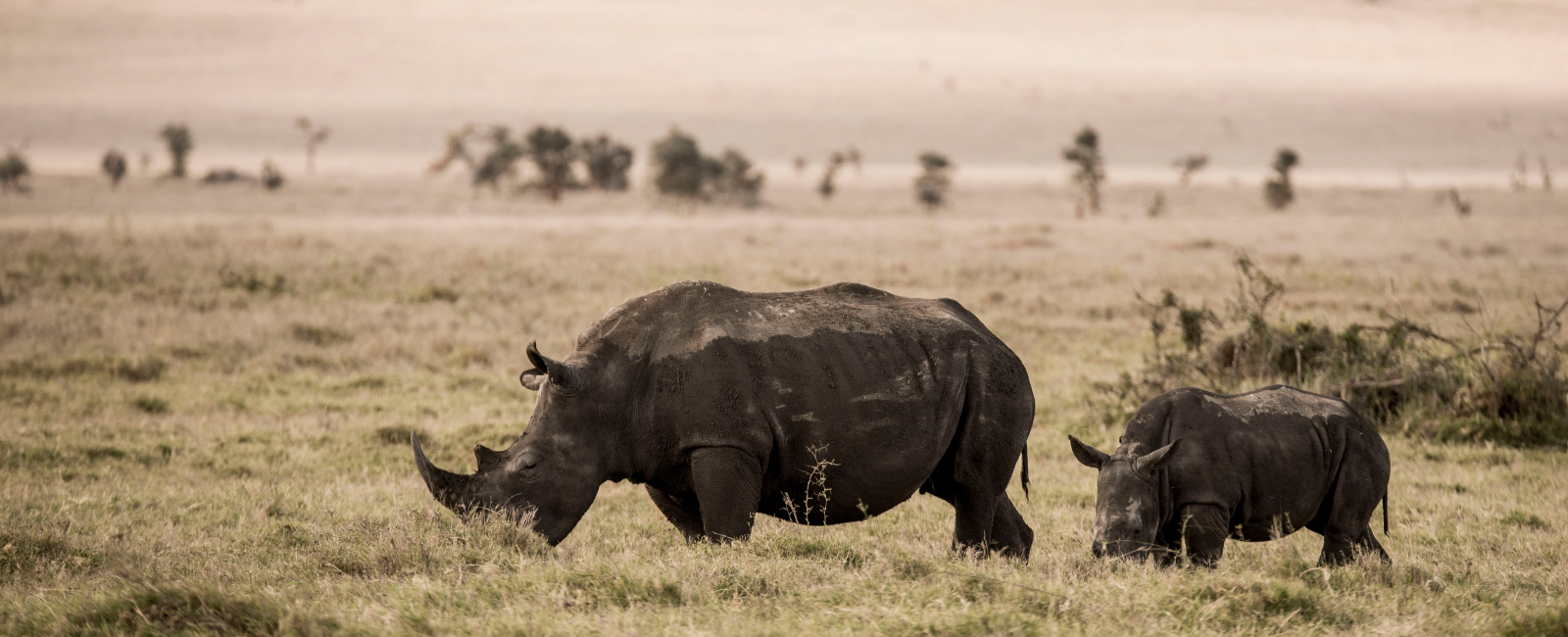 White rhino cow and calf eating grass