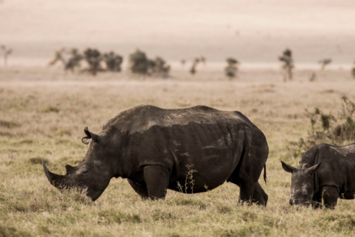 White rhino cow and calf eating grass