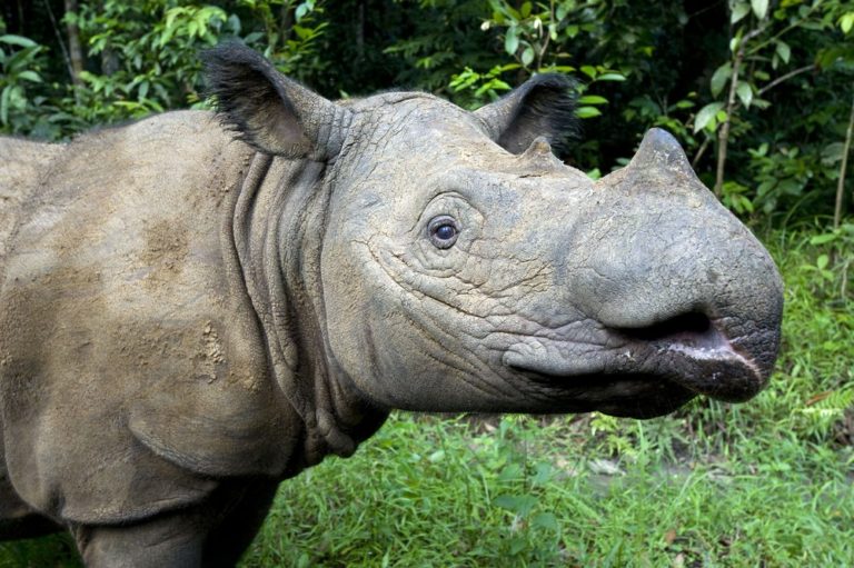 Sumatran rhino