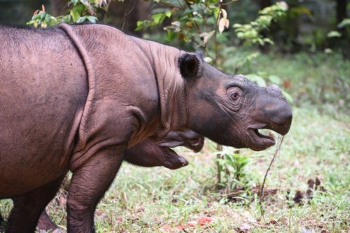 Critically Endangered Image of Sumatran rhino in Indonesia.