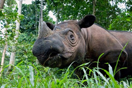 A Sumatran rhino in the grass