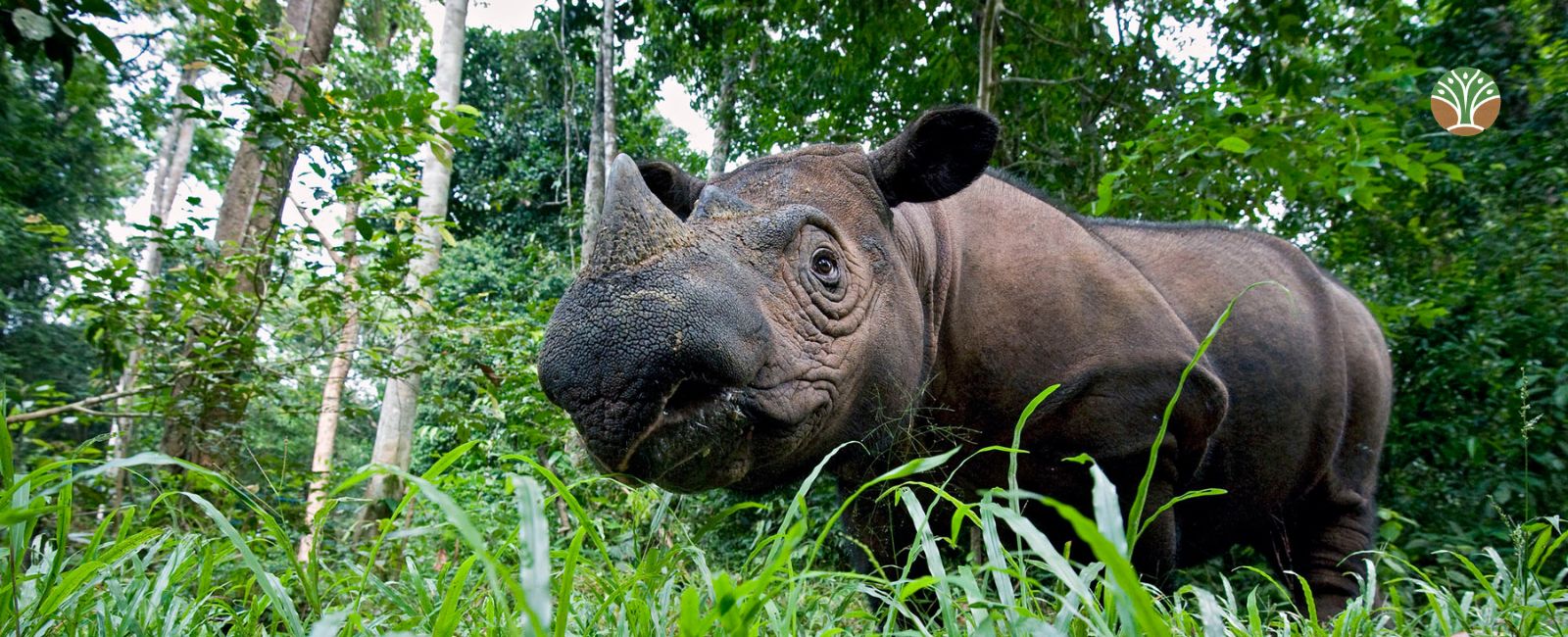 A Sumatran rhino in the grass
