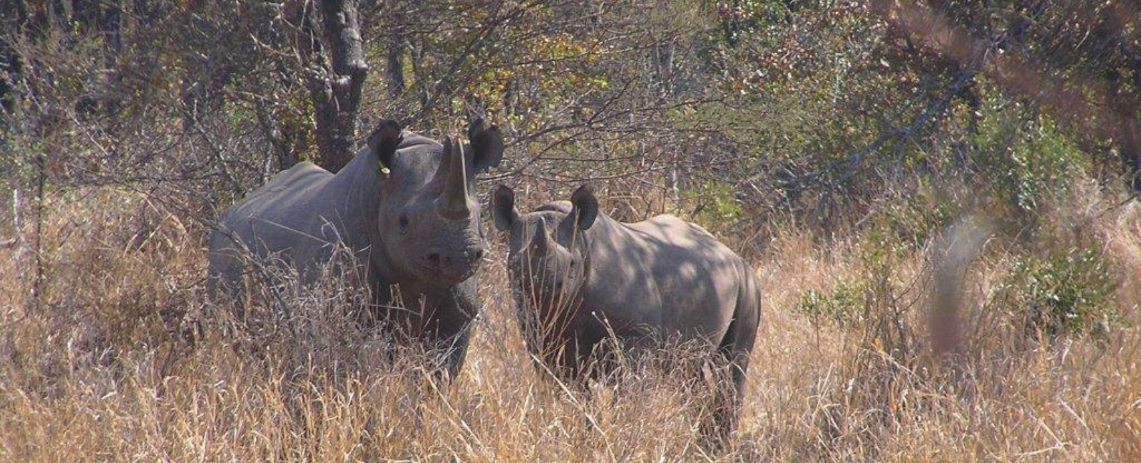 Black rhino and calf