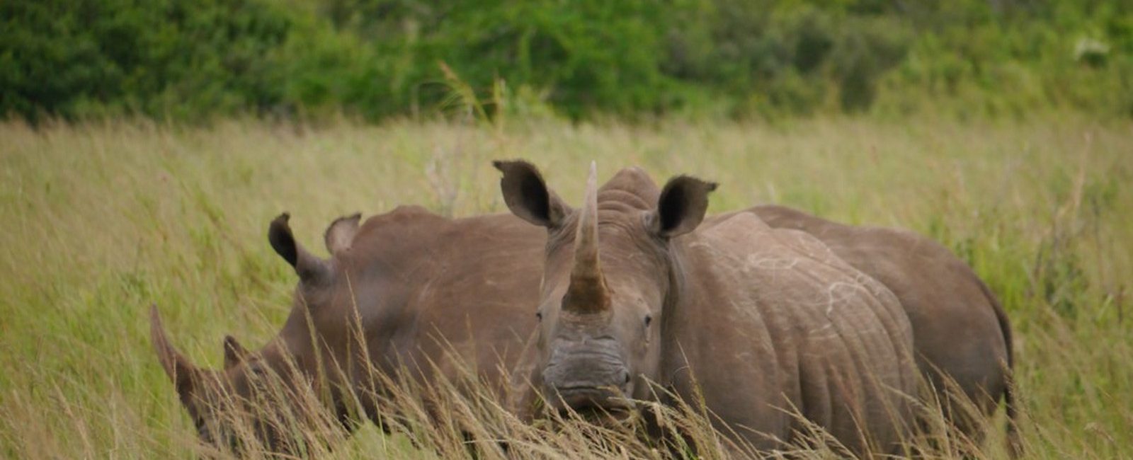 Two white rhinos looking straight into the camera, South Africa.