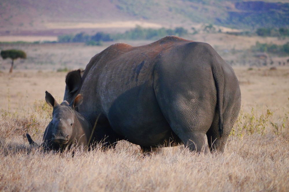 Image of rhino mother and calf in protected conservation area in Kenya.