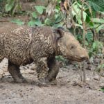 Baby Sumatran rhino who has been playing in the mud