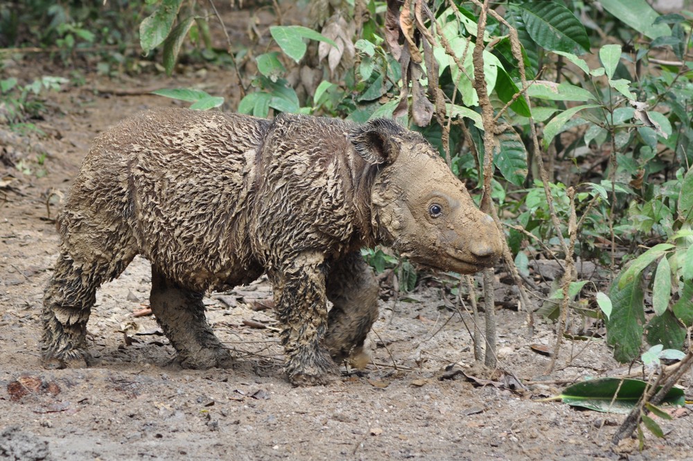 Baby Sumatran rhino who has been playing in the mud