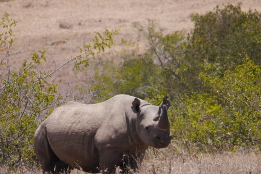 A rhino in the Borana Conservancy, Kenya.