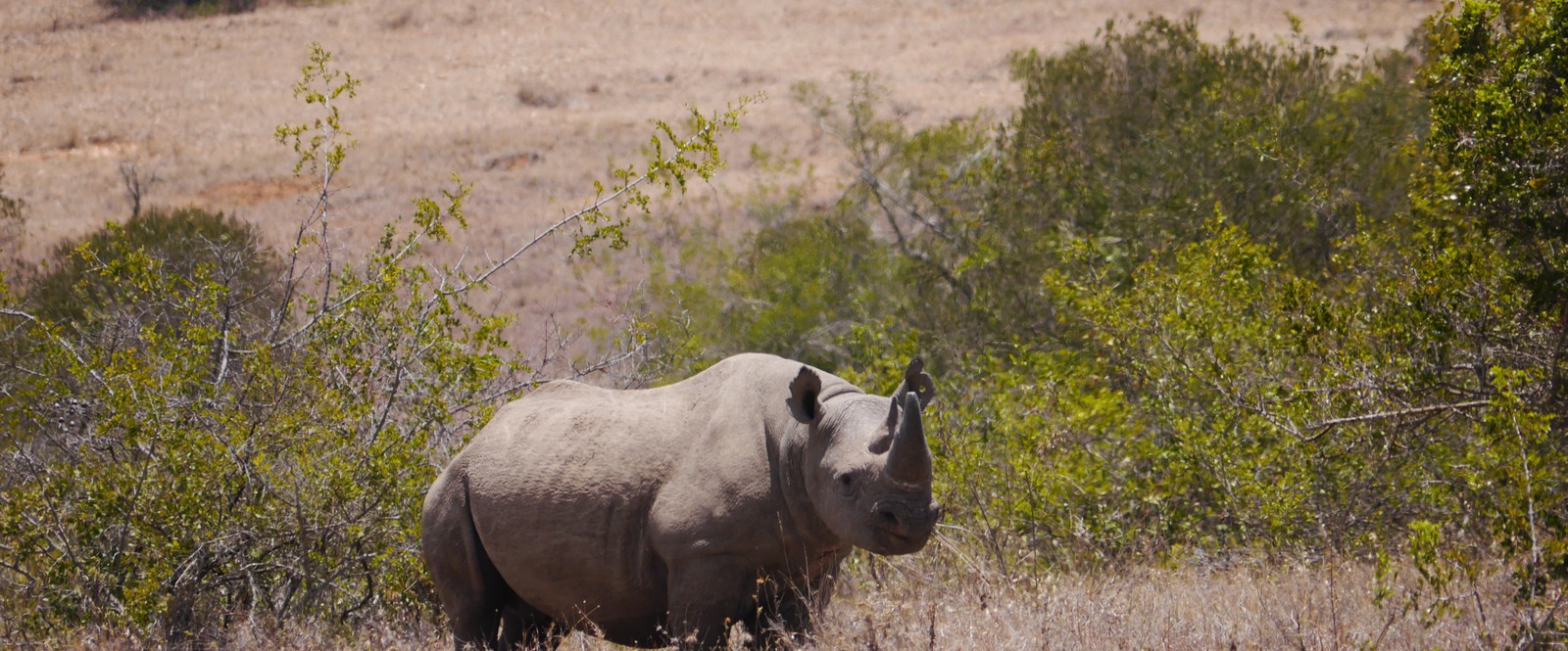 A rhino in the Borana Conservancy, Kenya.