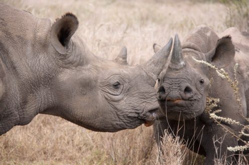 white rhinoceros interesting facts