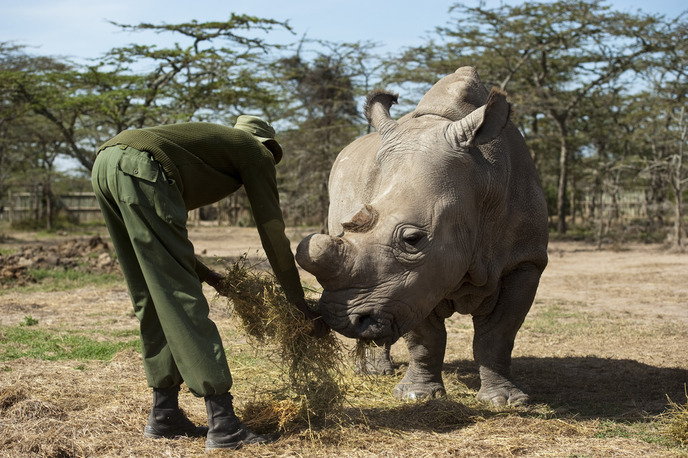 Image of a ranger feeding rhino in Kenya.