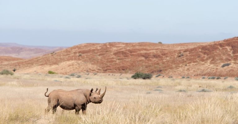 Image of a desert-adapted black rhino