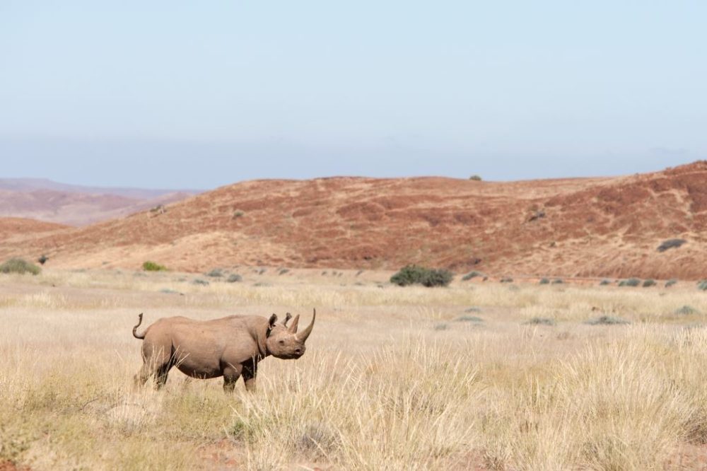 Image of a desert-adapted black rhino