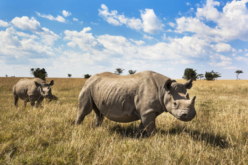 Image of two black rhinos looking towards the camera.