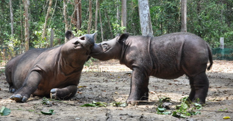 Image of Sumatran rhino calf Andatu and his mother.