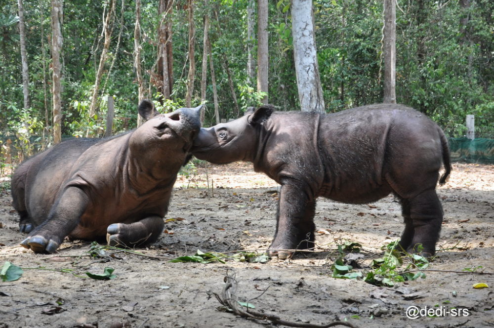 Image of Sumatran rhino calf Andatu and his mother.