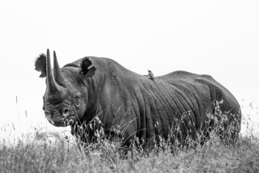 Image of a black rhino.