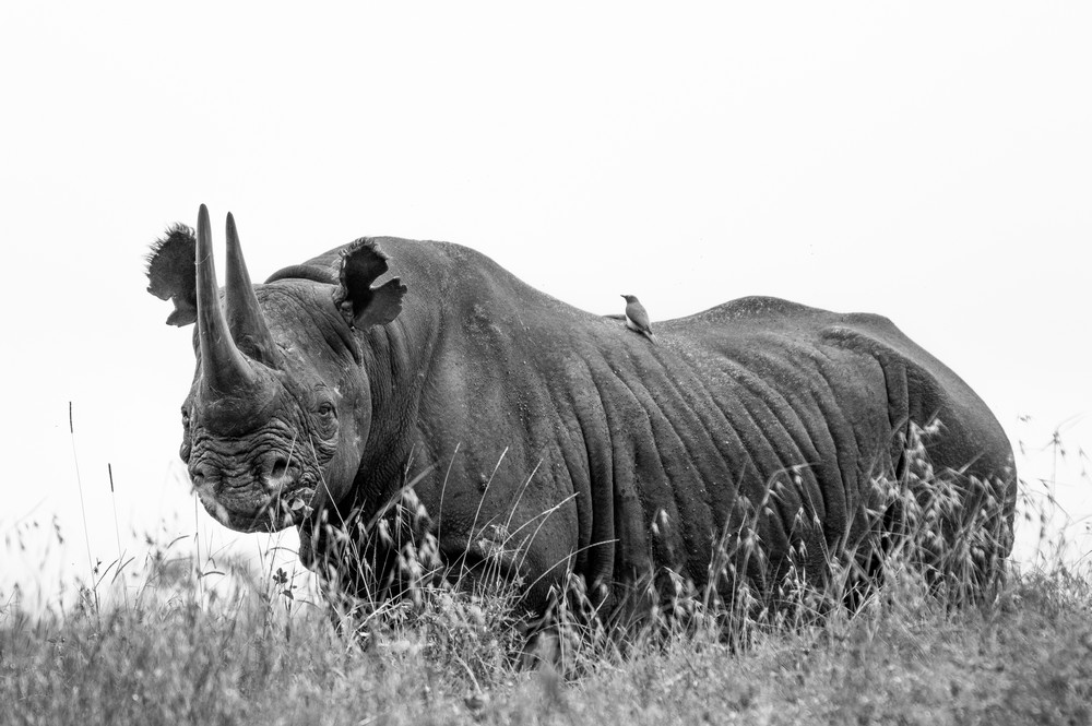 Image of a black rhino.