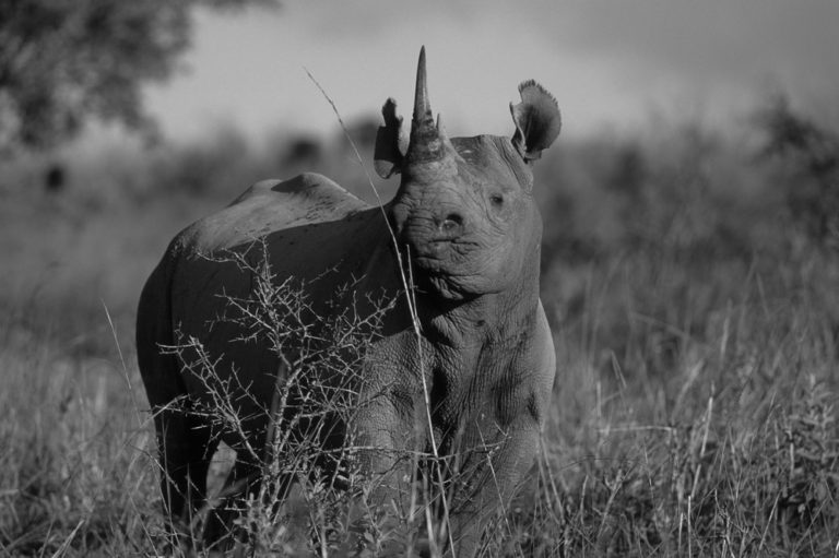 ancestor of a west african black rhinoceros