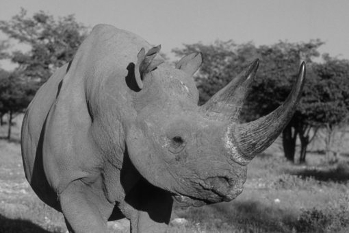 Black rhino, Namibia