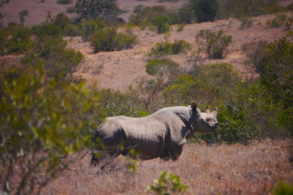 Black rhino looking away from the camera in Kenya.