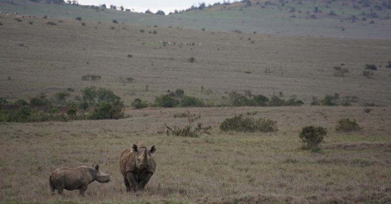 Black rhino and calf in Borana Conservancy, Kenya.