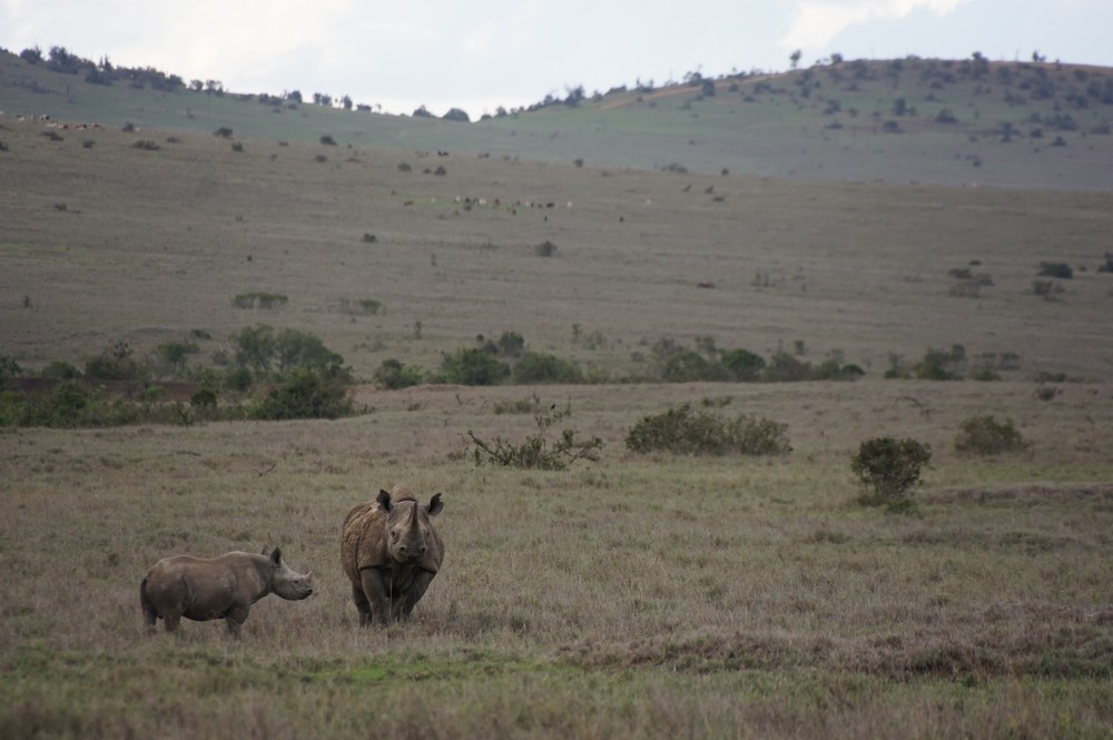 Habitat Loss | Threats | Save the Rhino International