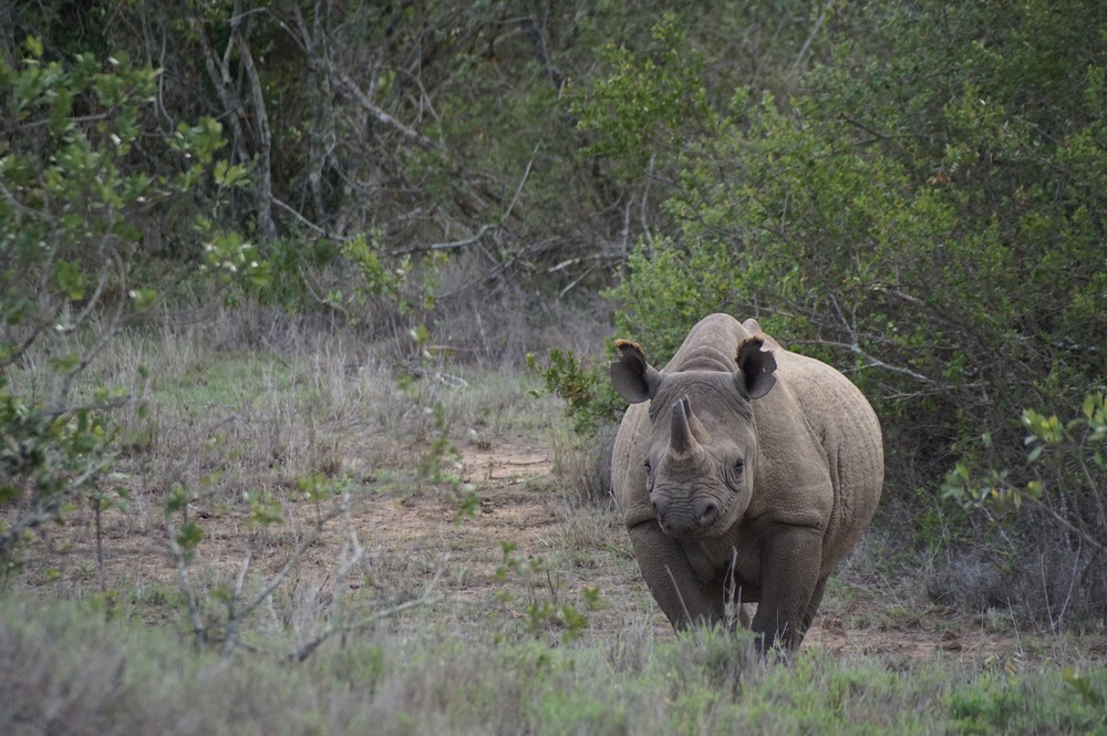A black rhino at Borana Conservancy, Kenya.