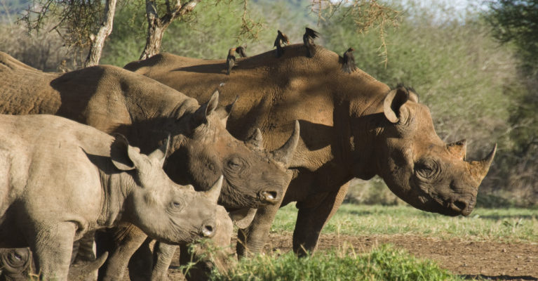 three rhinos standing with birds on their backs. Credit: Matt Brooke