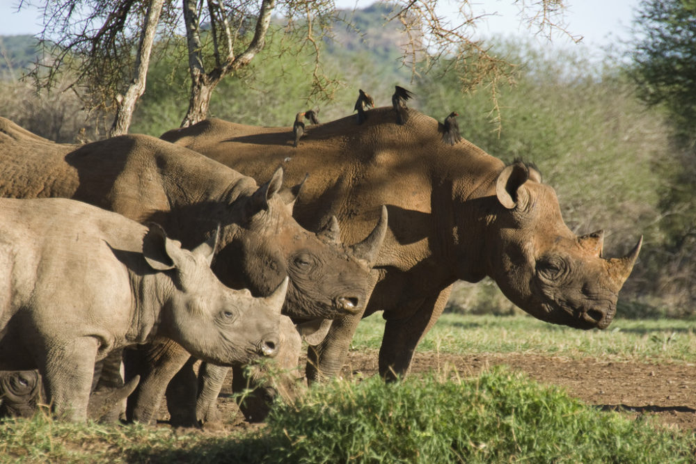three rhinos standing with birds on their backs. Credit: Matt Brooke