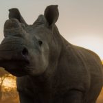 A dehorned white rhino in South Africa at sunset