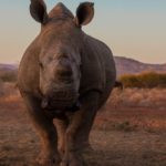 Image of a white rhino close up in sunset.