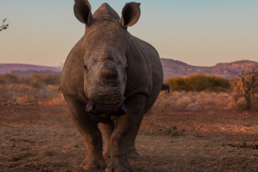 Image of a white rhino close up in sunset.