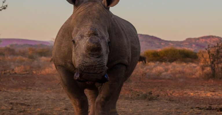 Image of a white rhino close up in sunset.