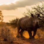 Image of a white rhino walking in sunset,