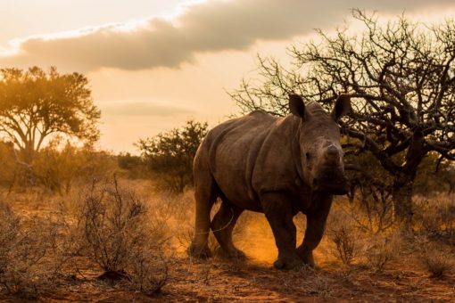 Image of a white rhino walking in sunset,