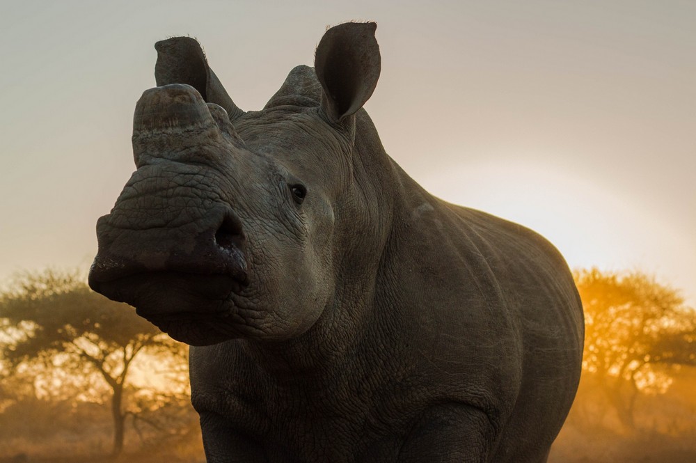 A dehorned white rhino in South Africa at sunset