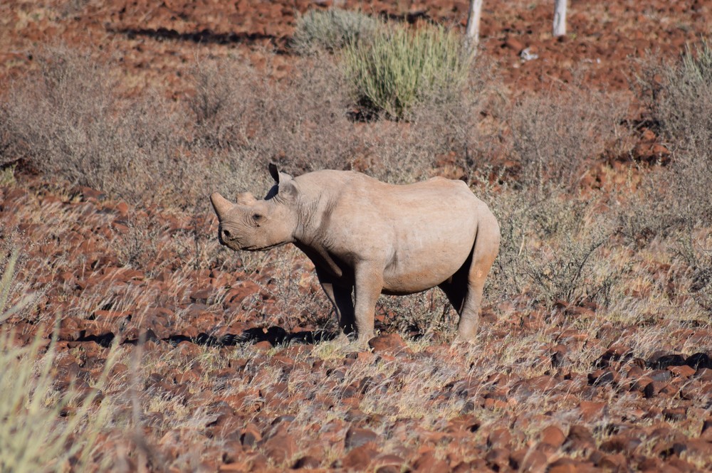 Image of a desert adapted black rhino in Namibia.