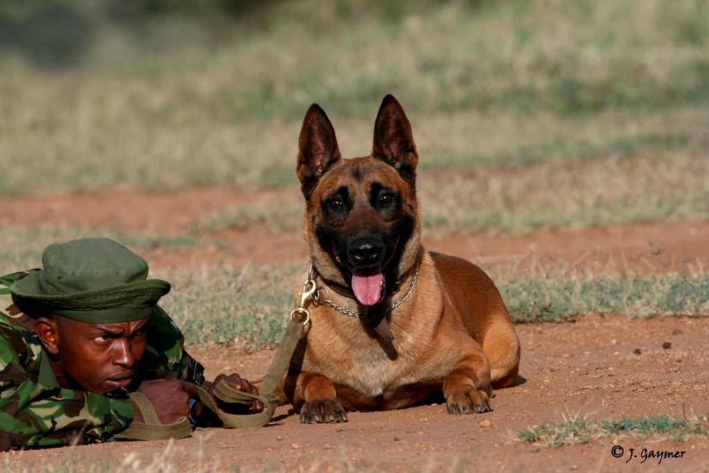 Image of a ranger with his dog.