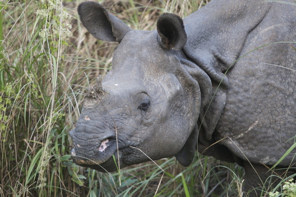 Close up image of a Greater one-horned rhino.