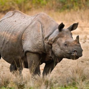 Greater One-Horned Rhino | Species | Save The Rhino International