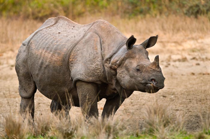 Rhinos in Kaziranga | Save The Rhino