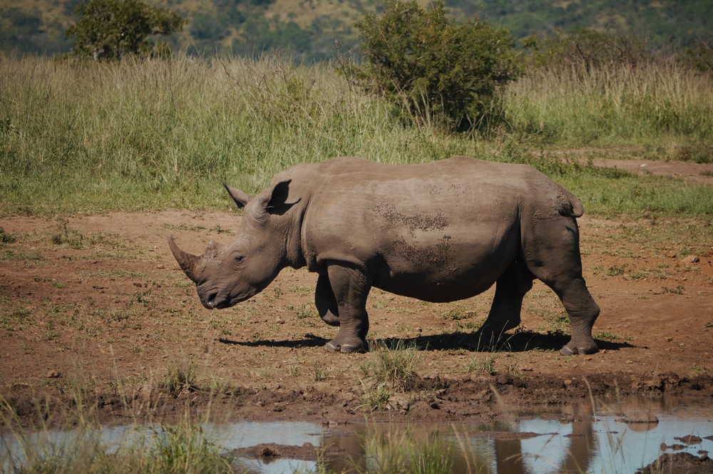 White Rhino by a water bed at Hluhluwe iMfolozie