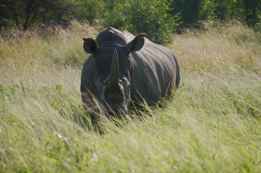 A white rhino amongst grass at Hluhluew iMfolozie