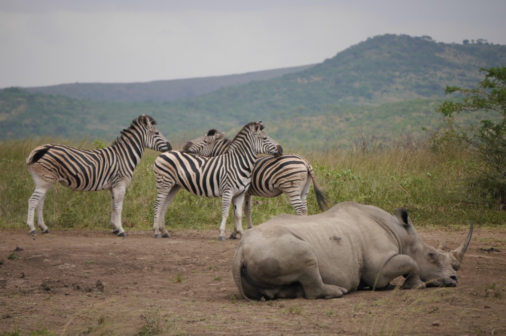 A resting white rhino and zebra in South Africa.