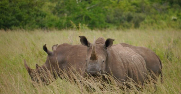 Two white rhinos eating grass in Hluluwe iMfolozie Park, South Africa.